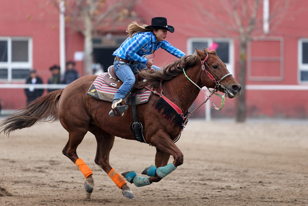 西部马术绕桶赛